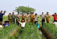 Pemkab Serang Panen Raya Bawang Merah Program RTB