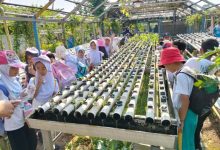 BLK Kota Tangerang Buka Pendaftaran Pelatihan Hidroponik Gratis