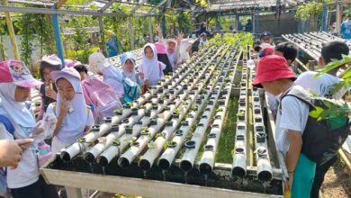 BLK Kota Tangerang Buka Pendaftaran Pelatihan Hidroponik Gratis