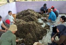 Pemkab Tangerang Gandeng BRIN Riset Peningkatan Produksi Padi Sawah