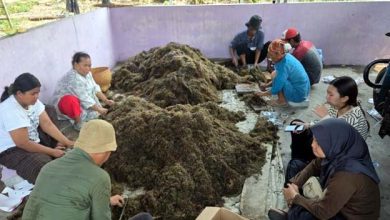 Pemkab Tangerang Gandeng BRIN Riset Peningkatan Produksi Padi Sawah