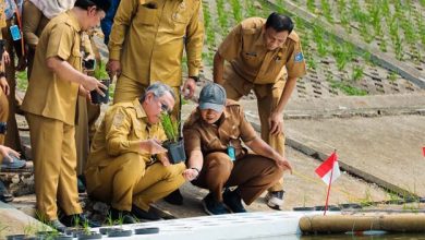 Pemkot Tangsel Lakukan Uji Coba Tanam Padi Apung di Tandon Ciater
